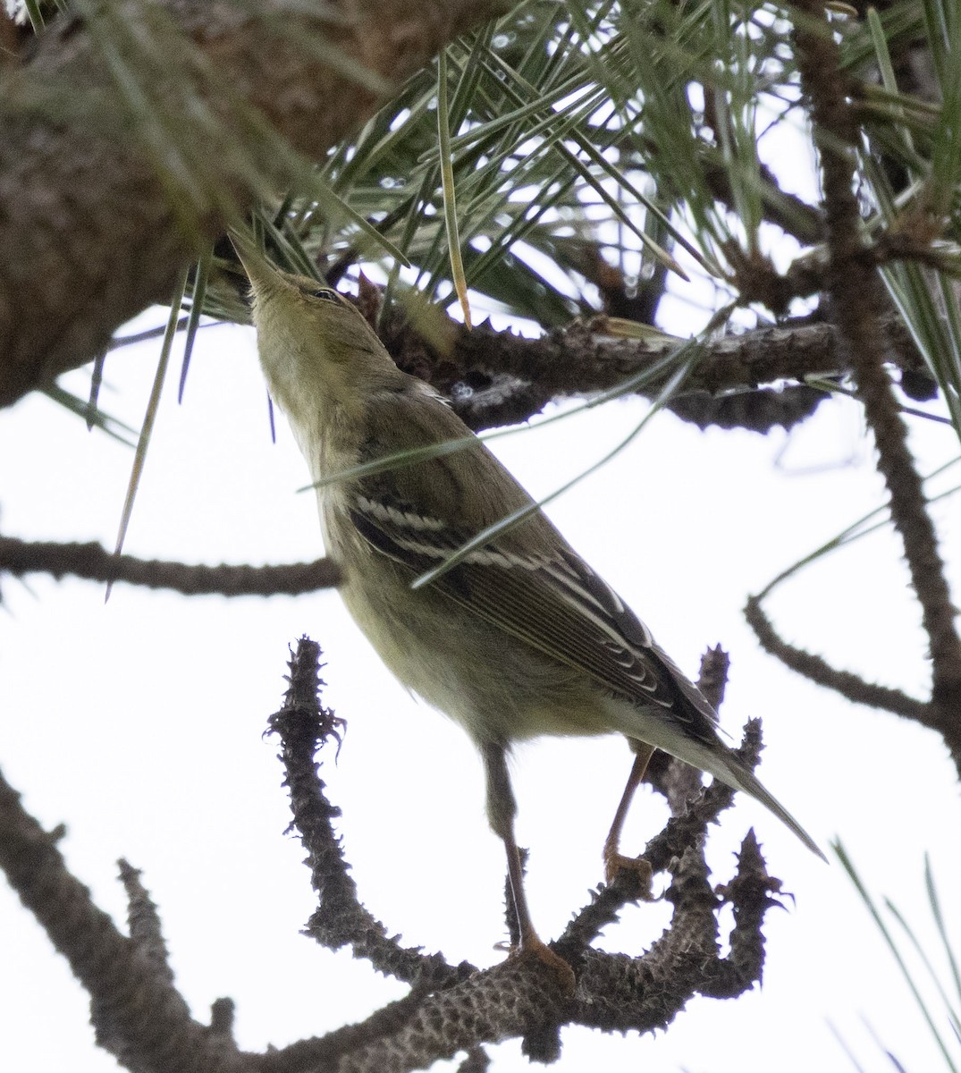 Blackpoll Warbler - ML642437033