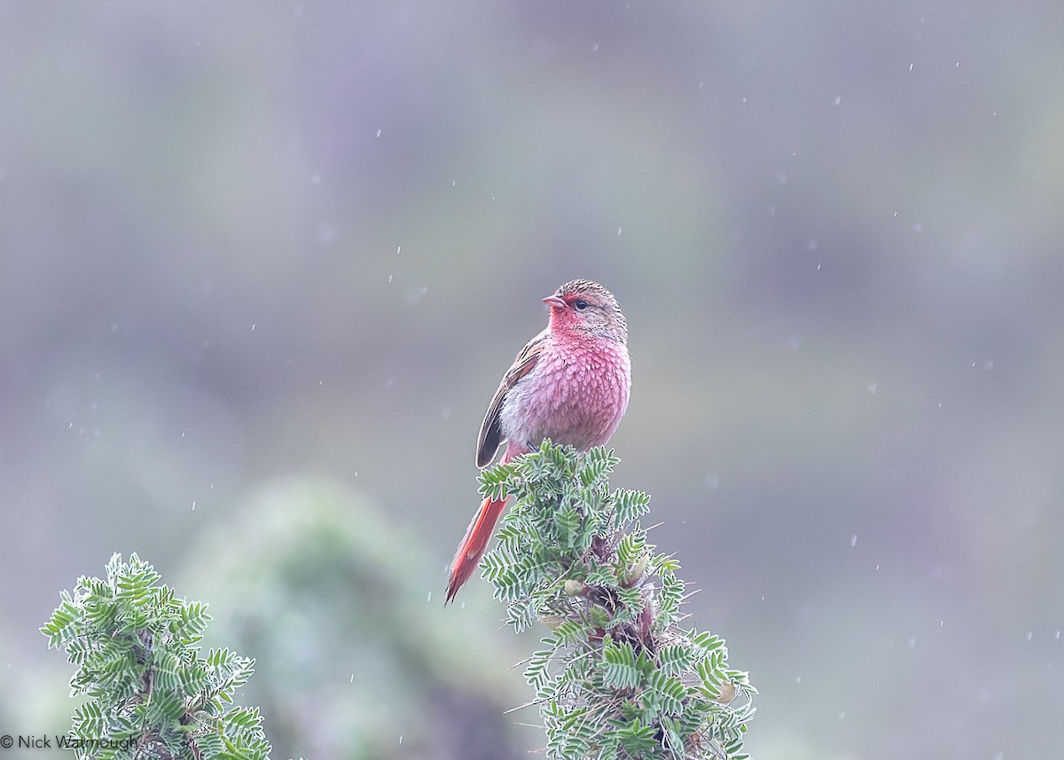 Przevalski's Pinktail - ML642437044