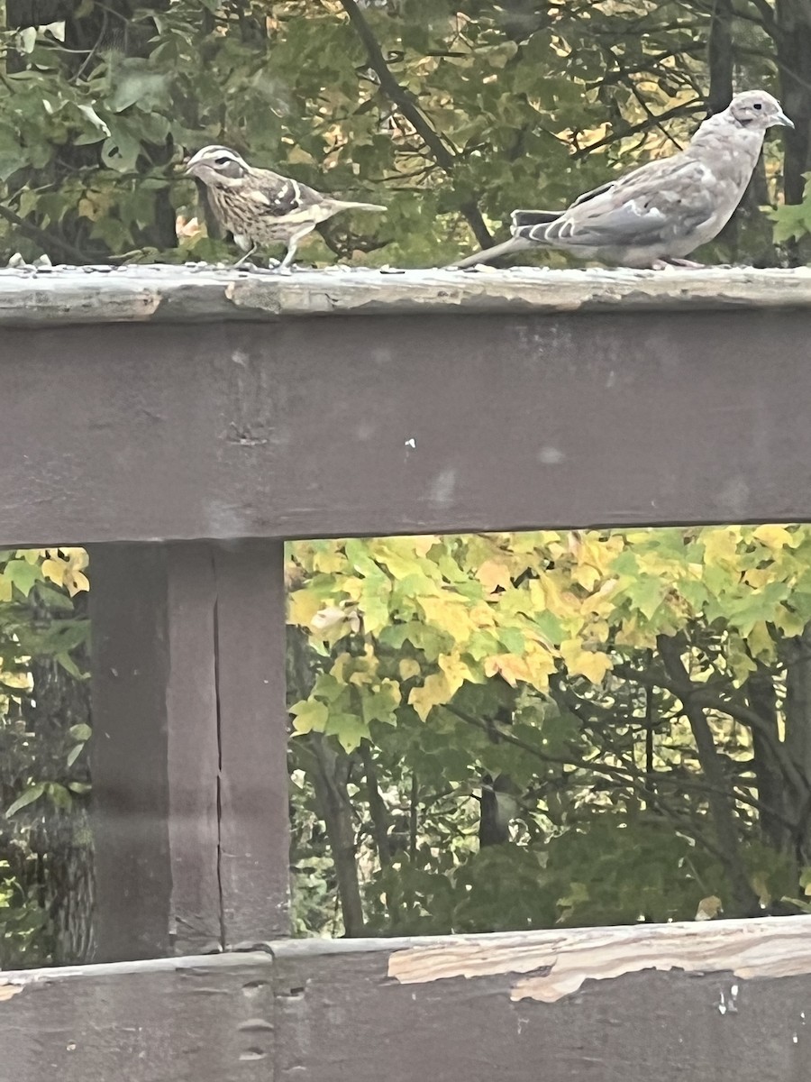 Rose-breasted Grosbeak - ML642437047