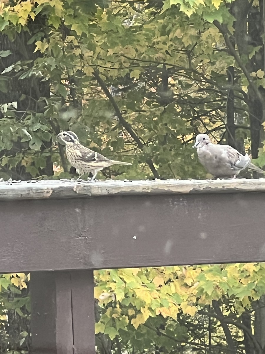 Rose-breasted Grosbeak - ML642437048