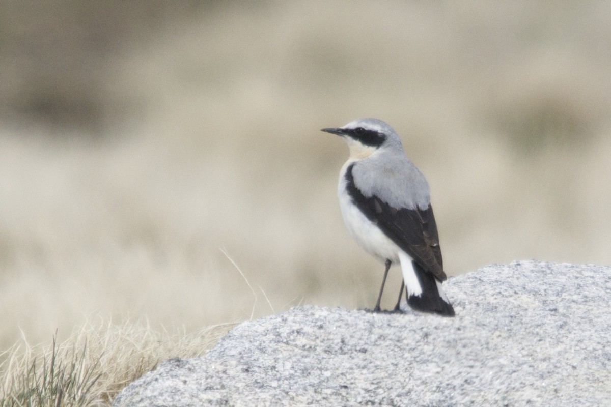 Steinschmätzer - ML642437070