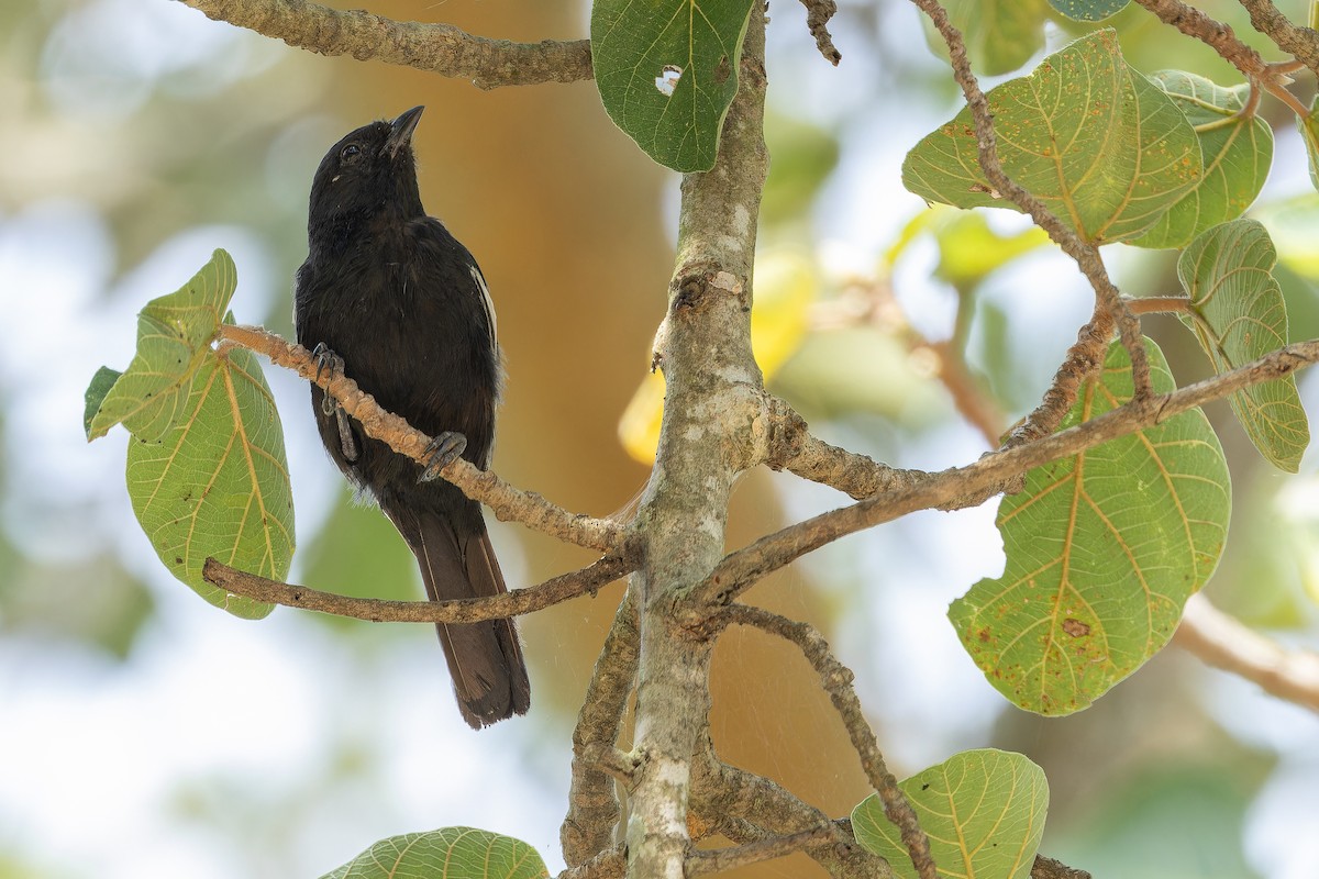 White-winged Black-Tit - ML642437113