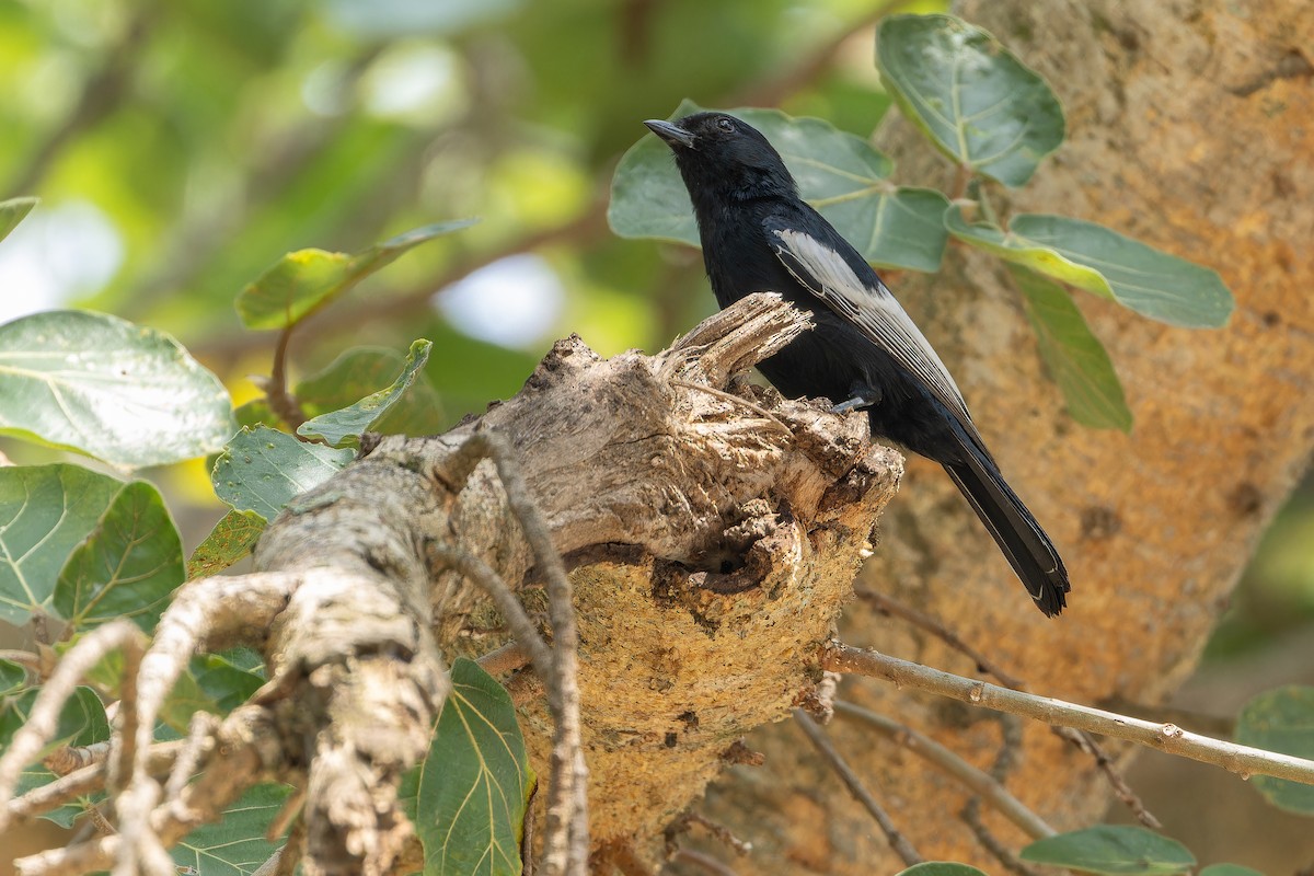 White-winged Black-Tit - ML642437114