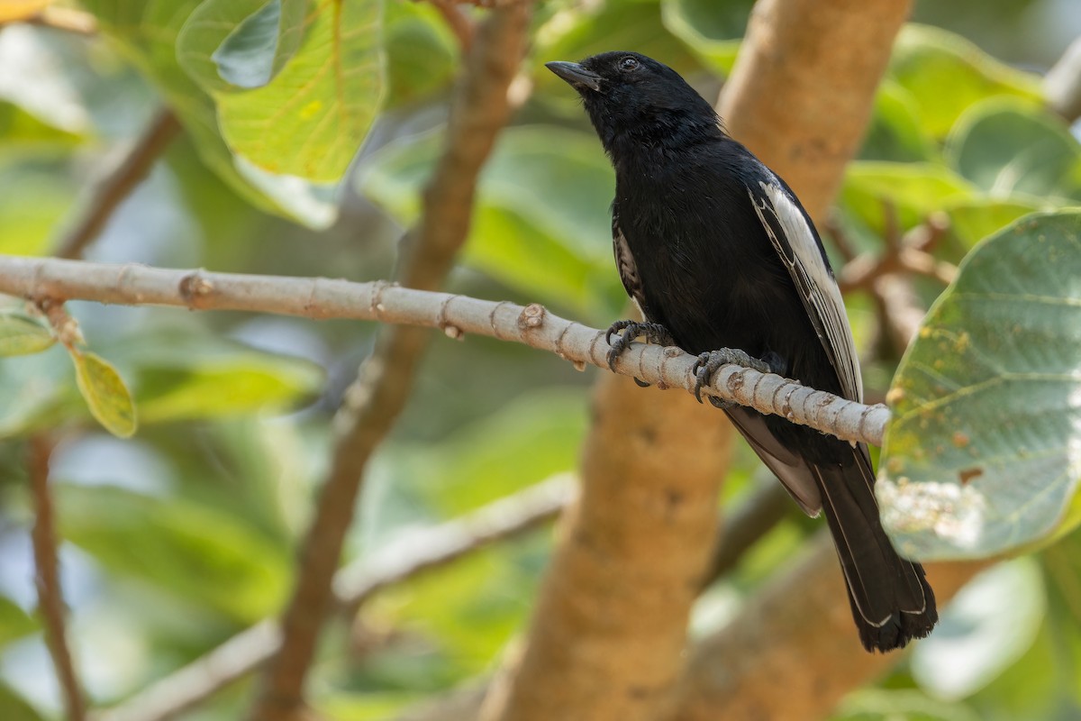 White-winged Black-Tit - ML642437118