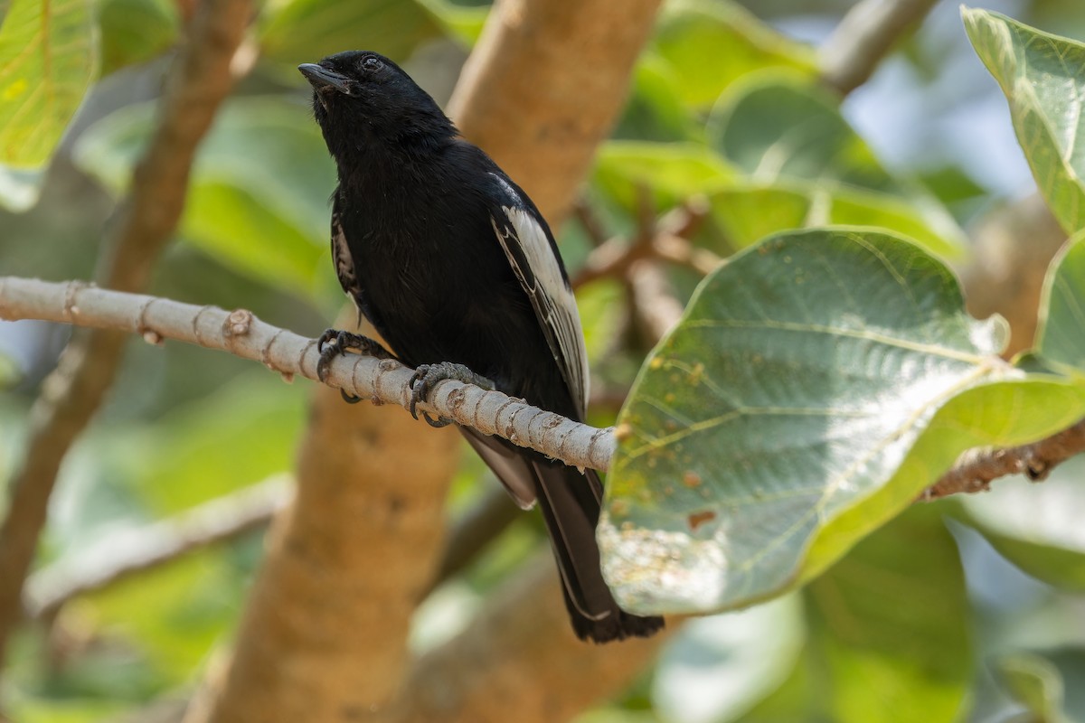 White-winged Black-Tit - ML642437121