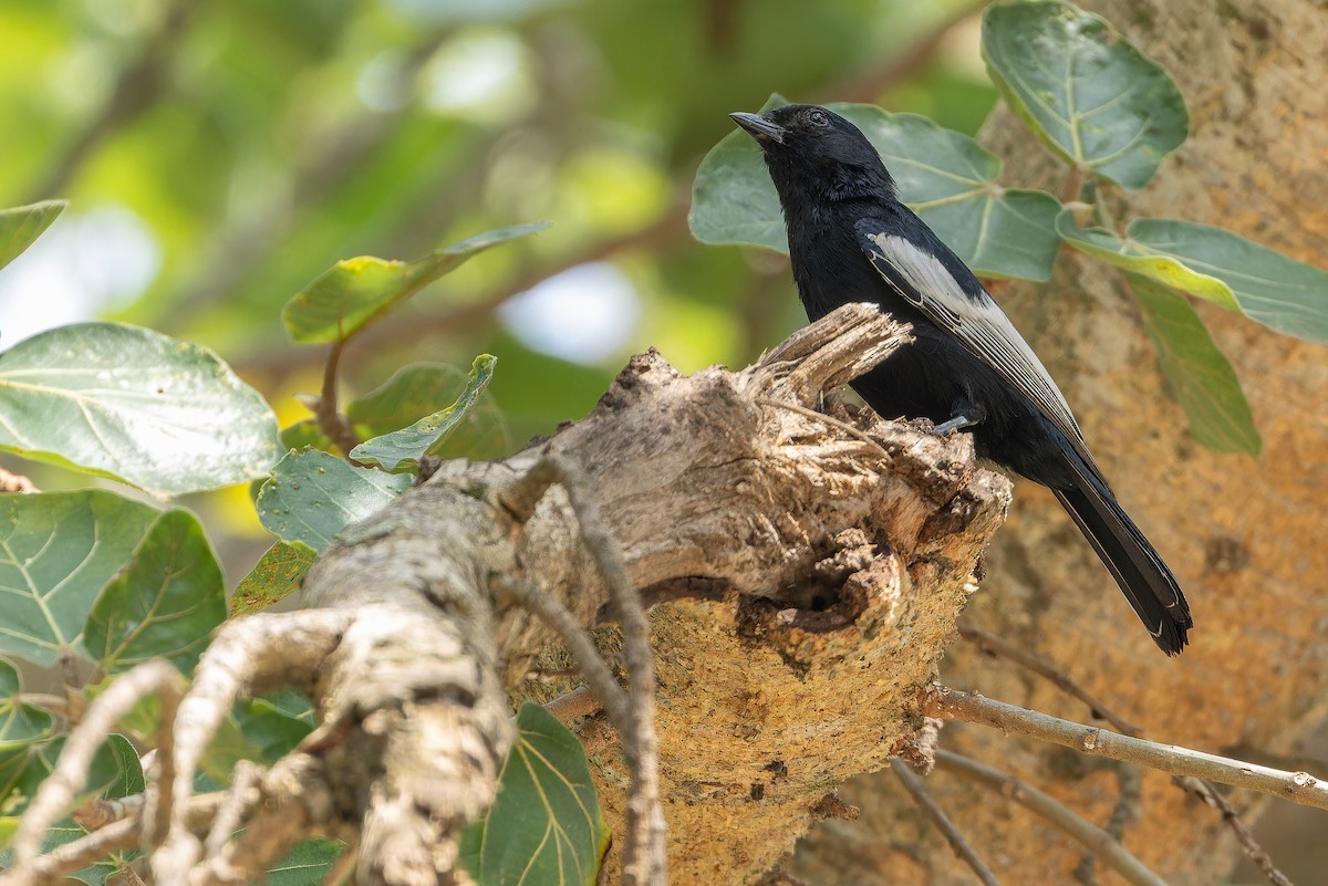 White-winged Black-Tit - ML642437124
