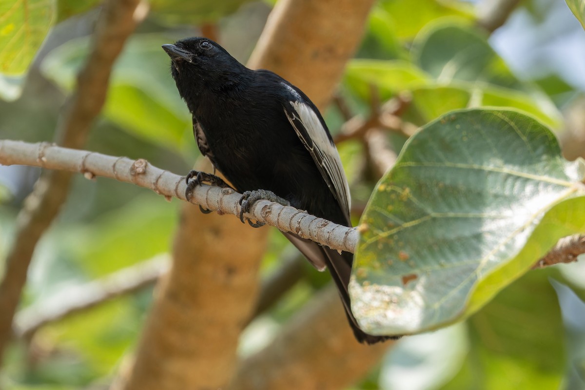 White-winged Black-Tit - ML642437125