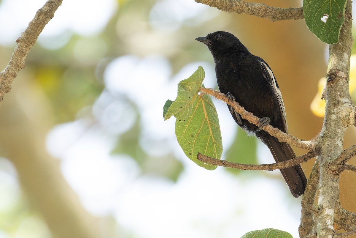 White-winged Black-Tit - ML642437126