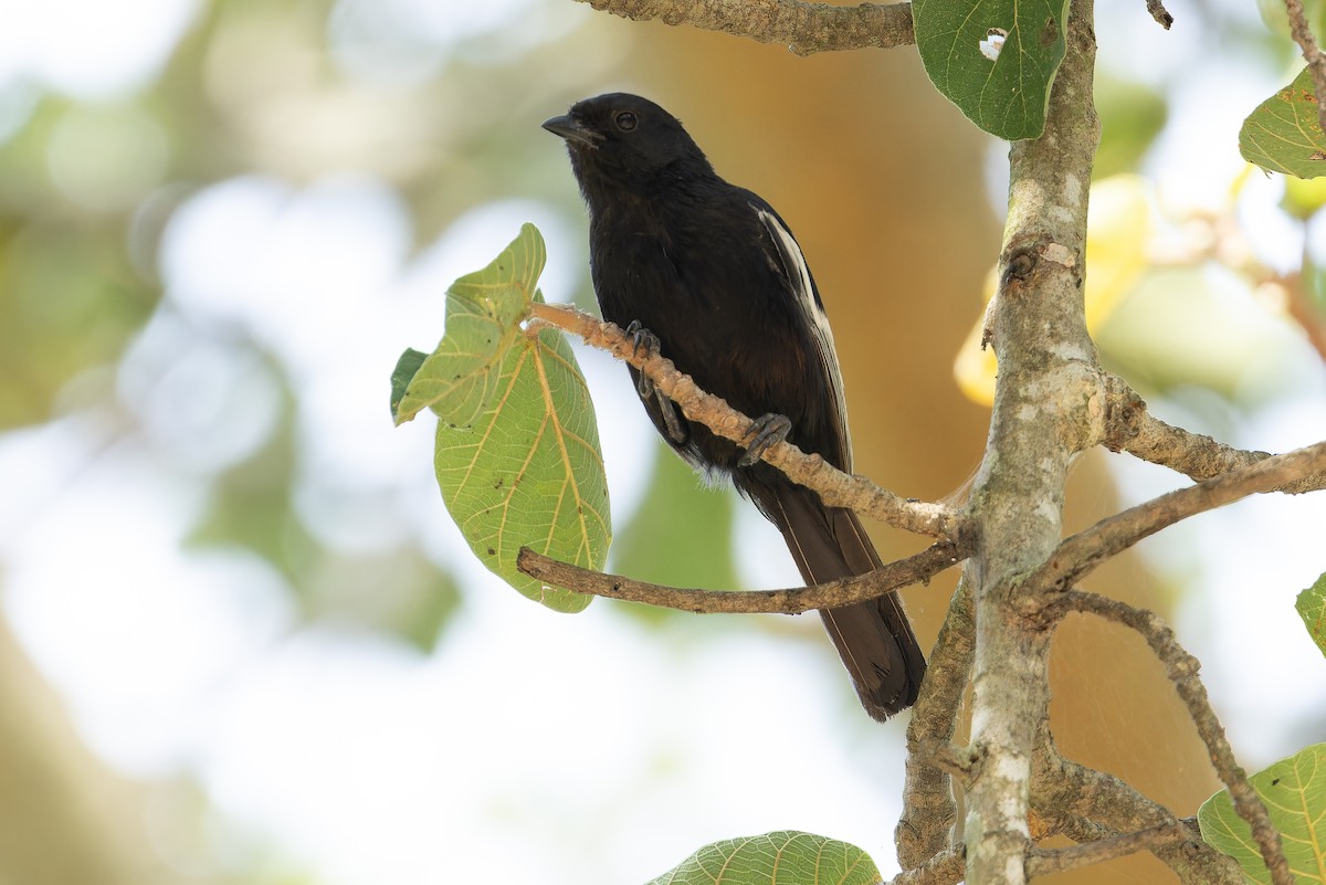White-winged Black-Tit - ML642437127