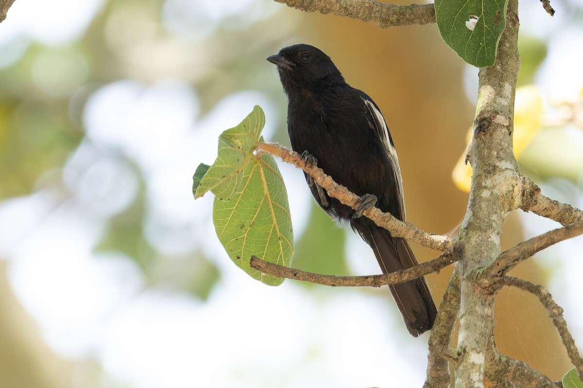 White-winged Black-Tit - ML642437128