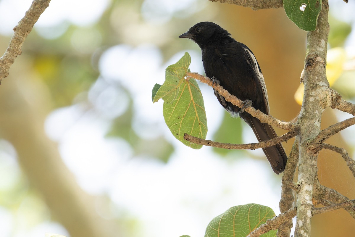 White-winged Black-Tit - ML642437129