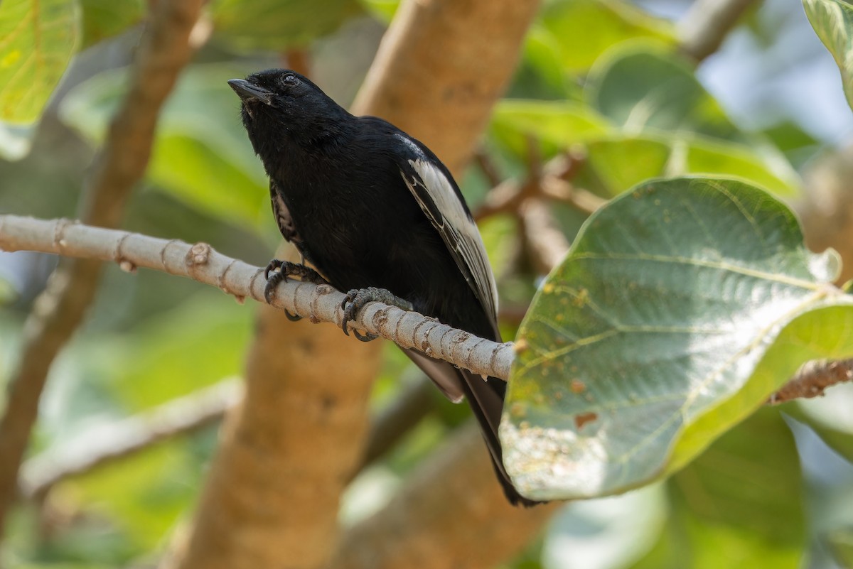 White-winged Black-Tit - ML642437131