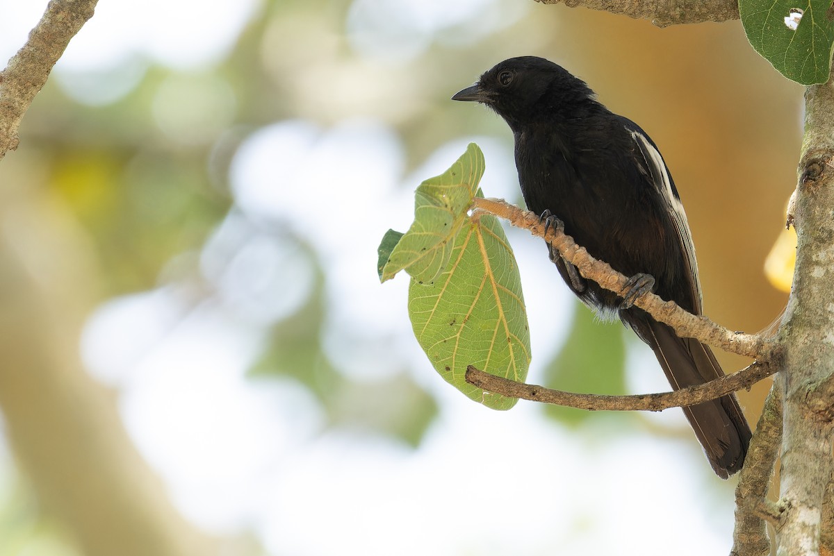 White-winged Black-Tit - ML642437132