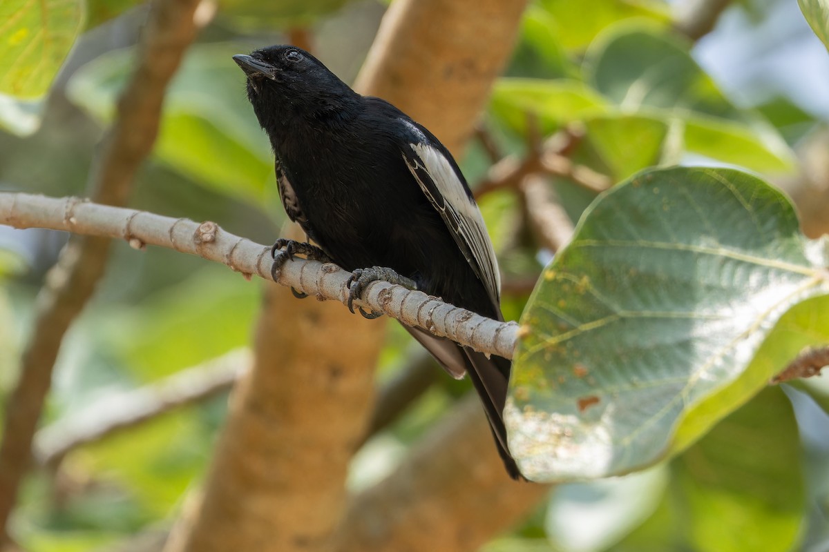 White-winged Black-Tit - ML642437134