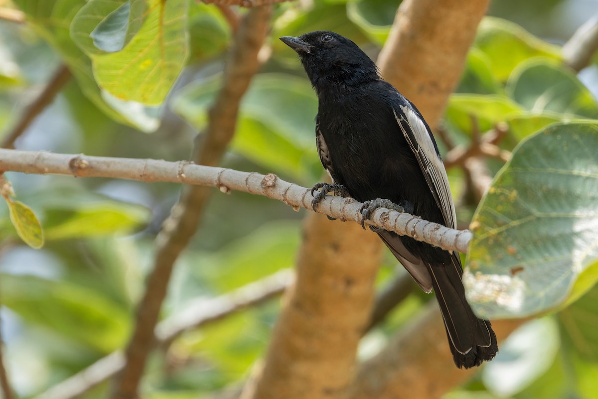 White-winged Black-Tit - ML642437135
