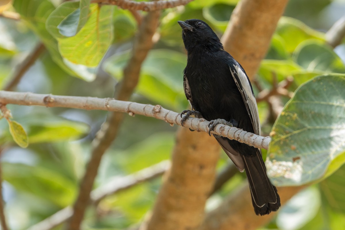 White-winged Black-Tit - ML642437137