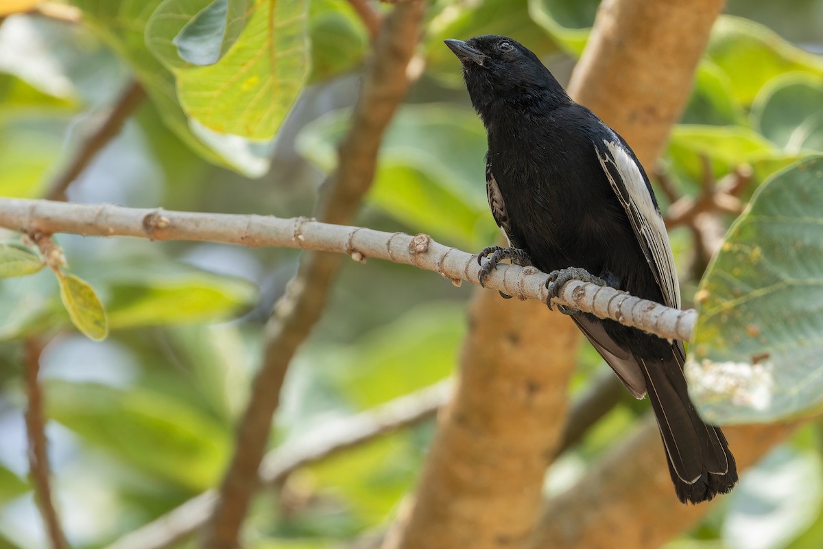White-winged Black-Tit - ML642437139