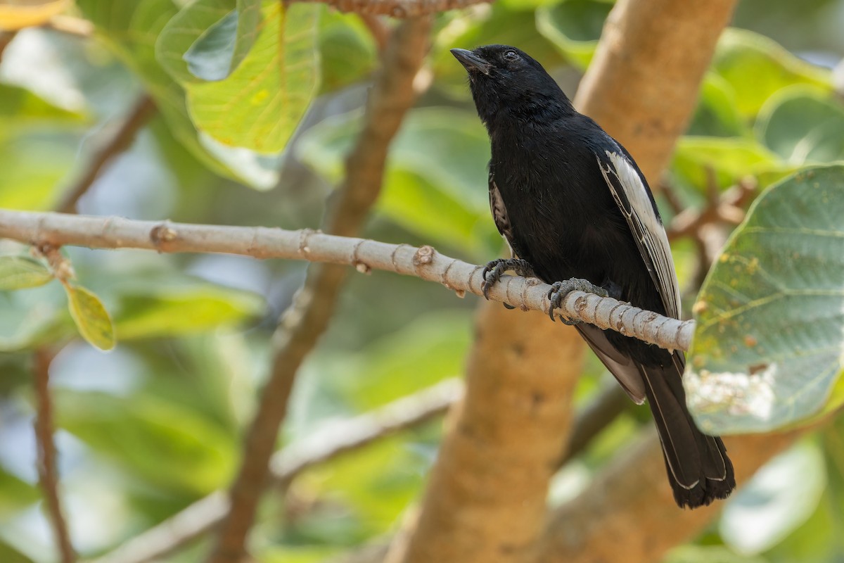 White-winged Black-Tit - ML642437140