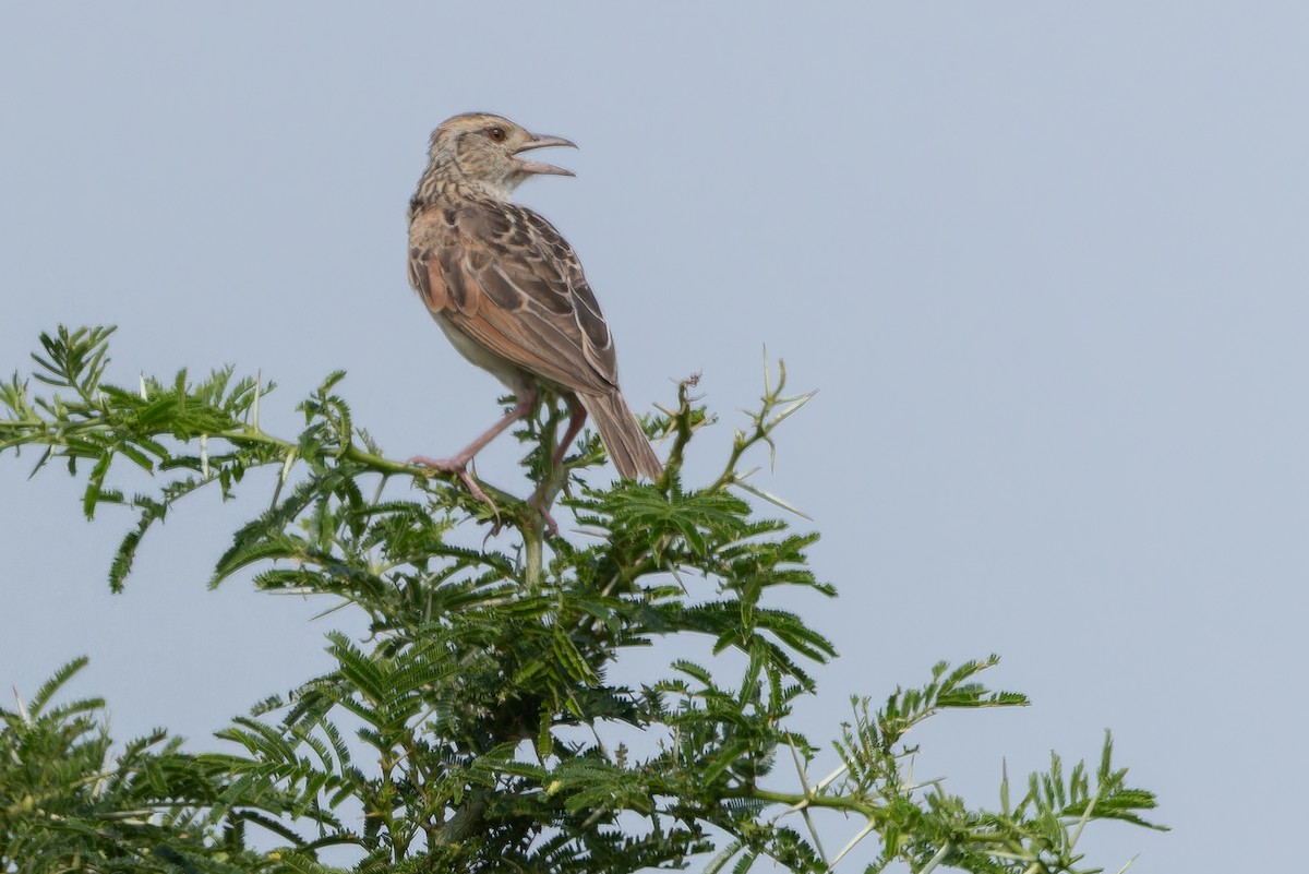 Rufous-naped Lark (Rufous-naped) - ML642437165