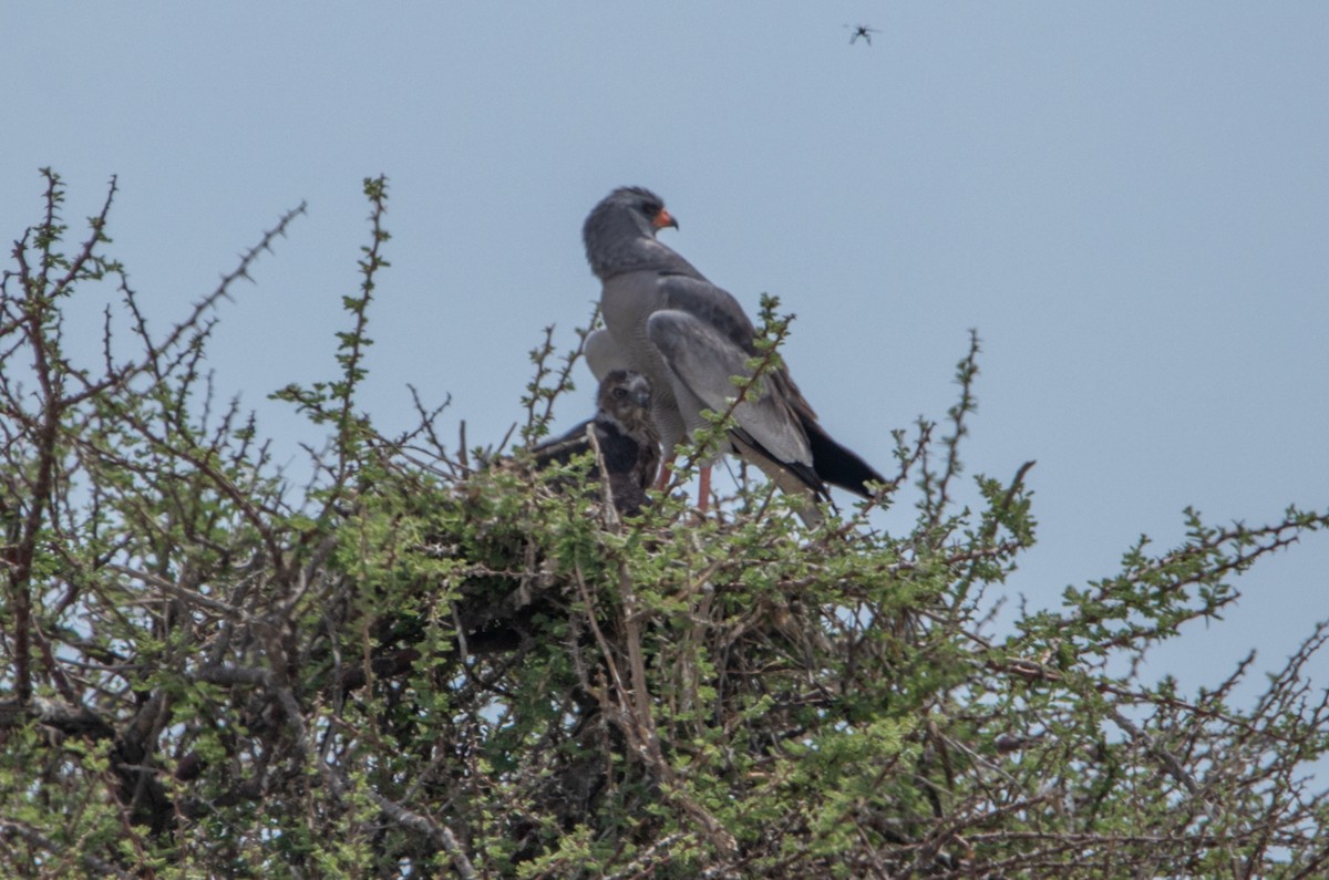 Pale Chanting-Goshawk - ML642437167