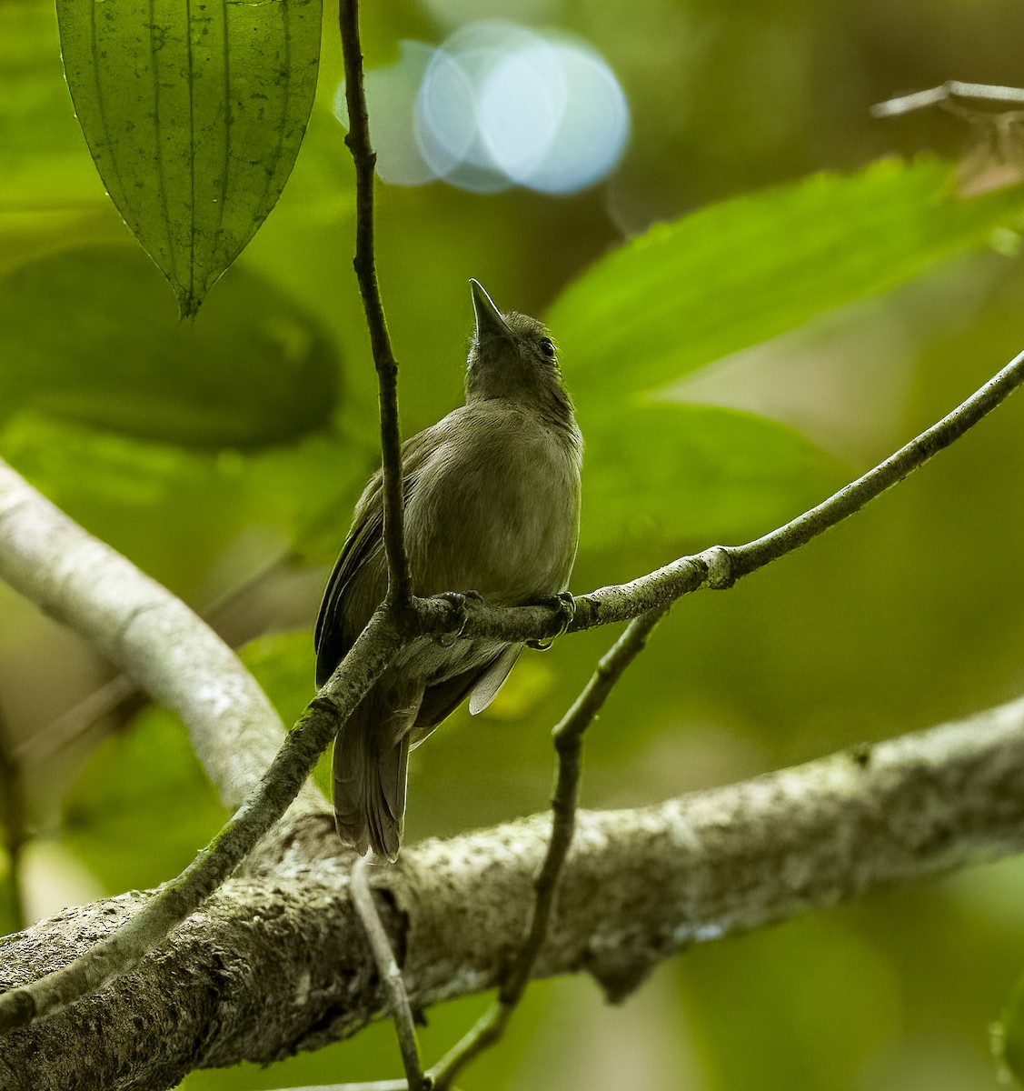 Mouse-colored Antshrike - ML642437172