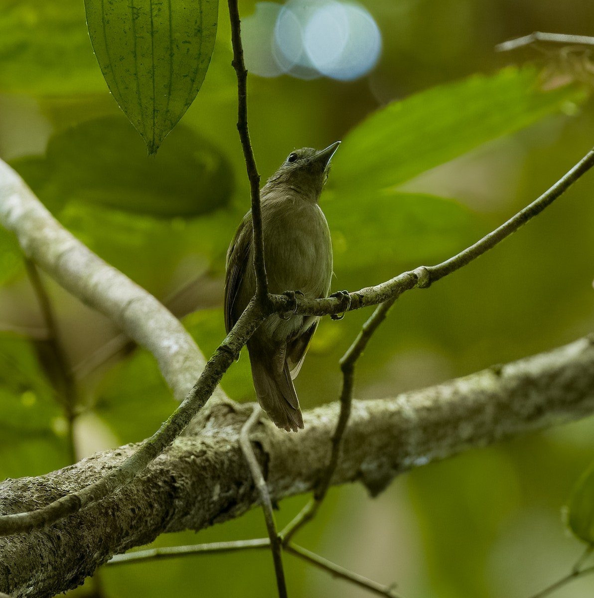Mouse-colored Antshrike - ML642437173