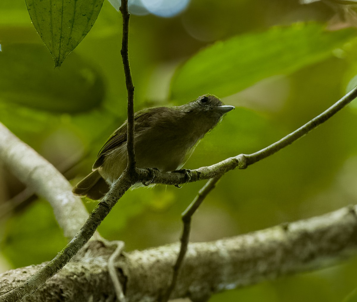 Mouse-colored Antshrike - ML642437180