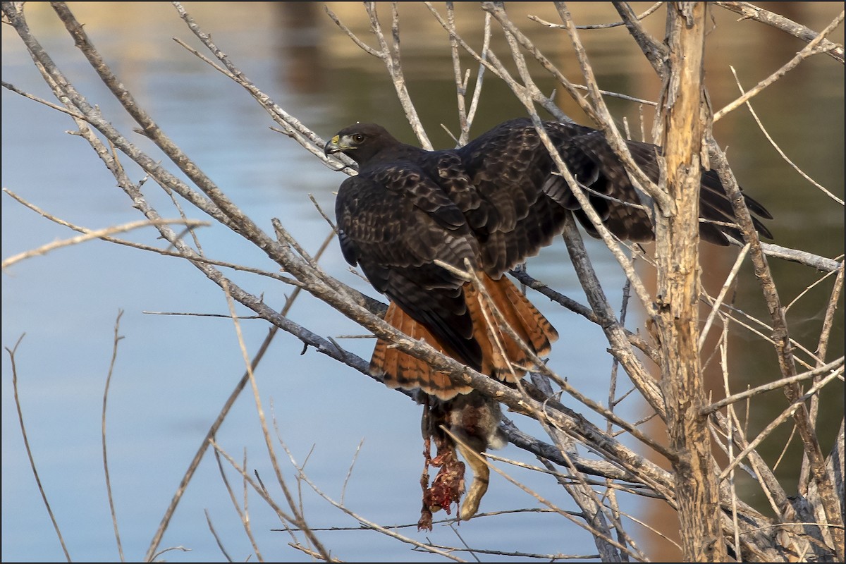 Red-tailed Hawk - ML642437203