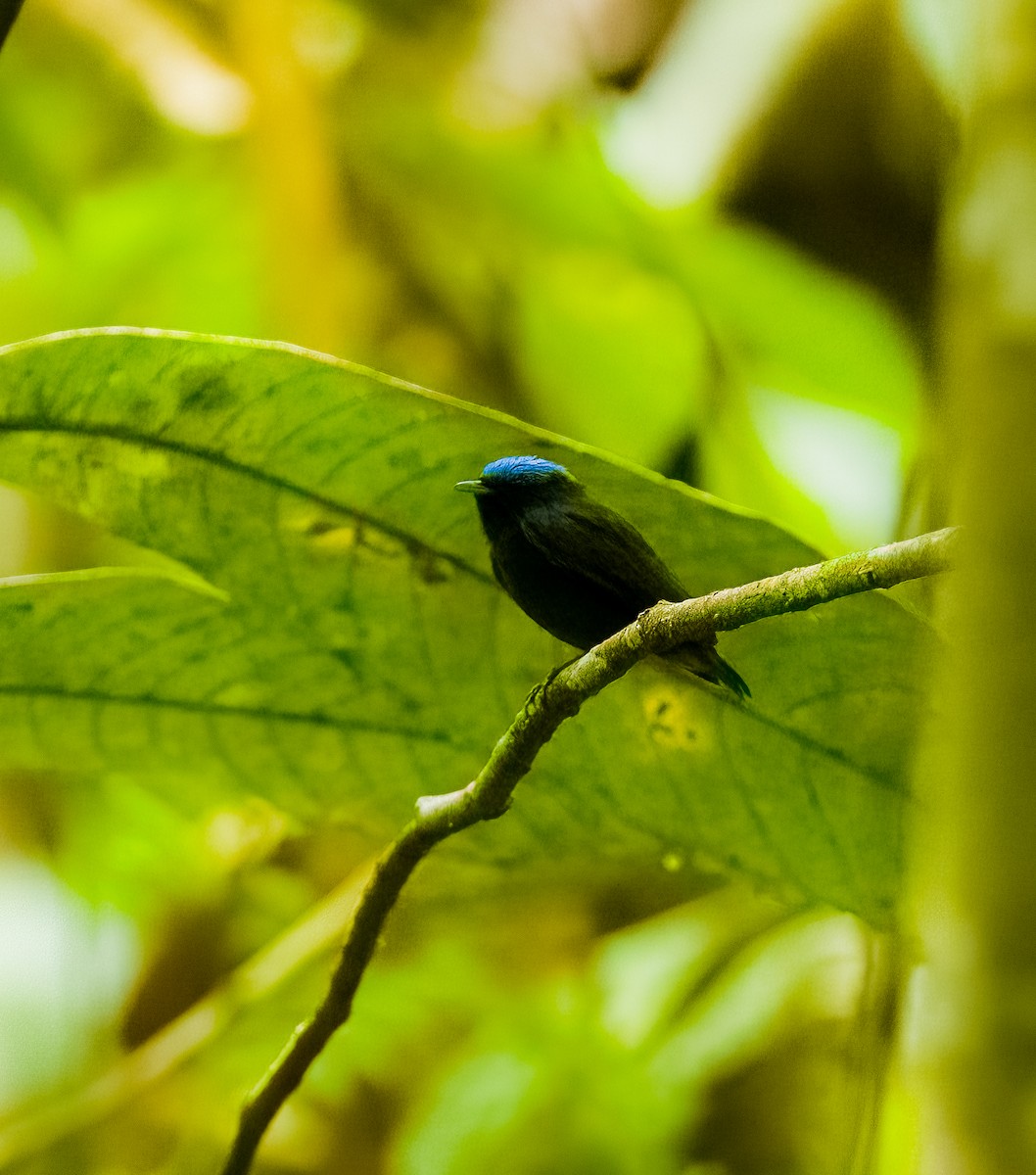 Blue-capped Manakin - ML642437213