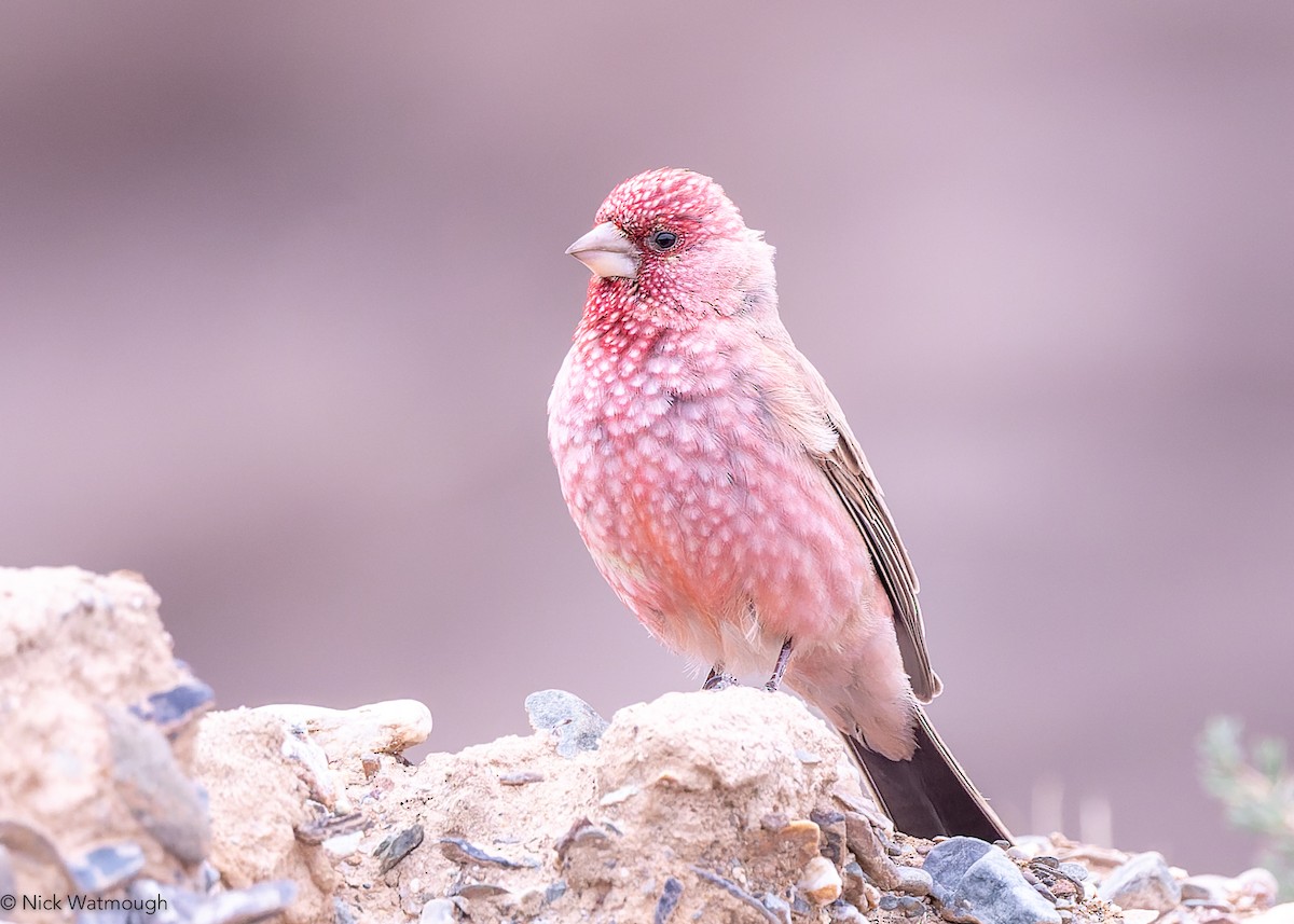 fjellrosenfink - ML642437216