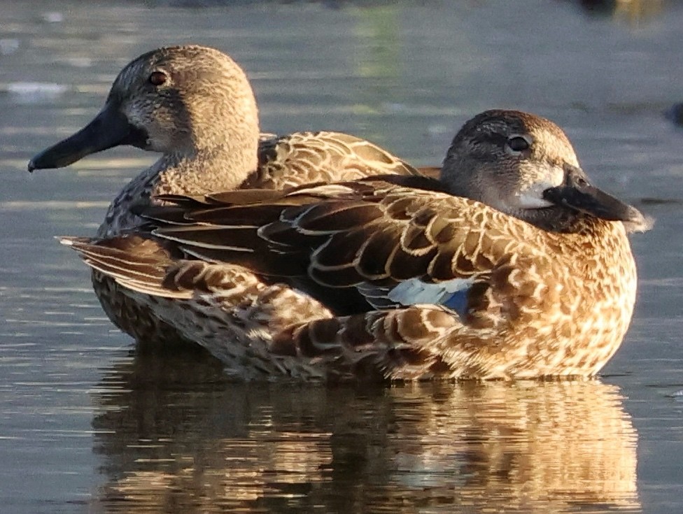 Blue-winged Teal - ML642437234