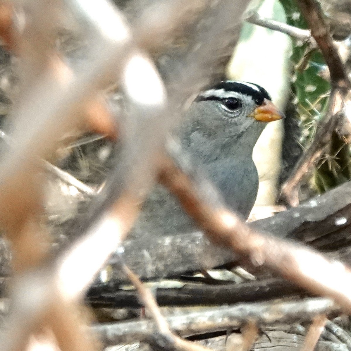 White-crowned Sparrow - ML642437244