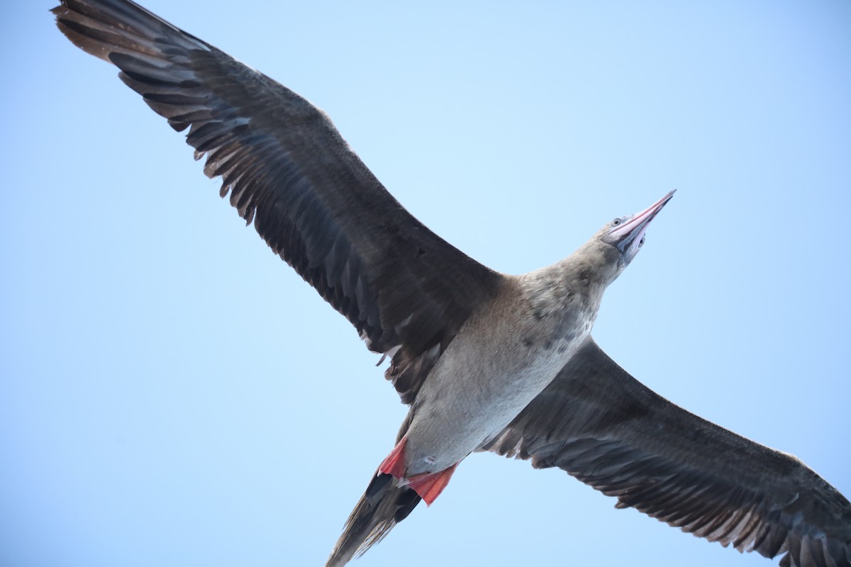 Red-footed Booby - ML642437246