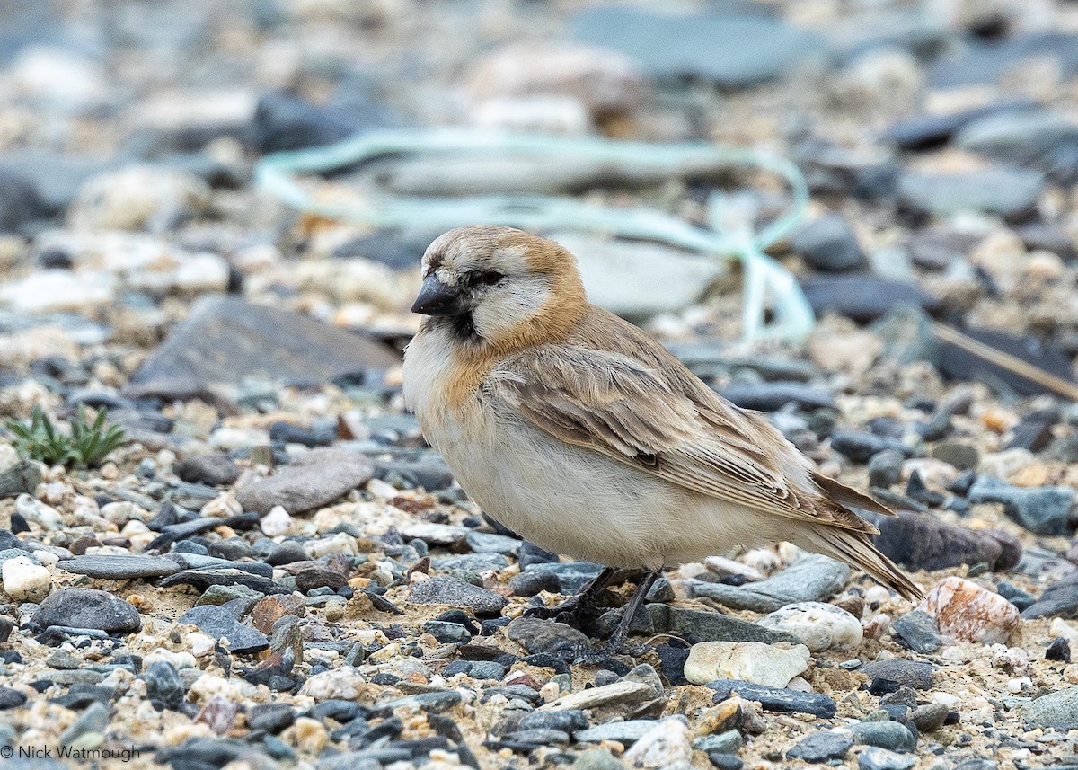 Blanford's Snowfinch - ML642437252