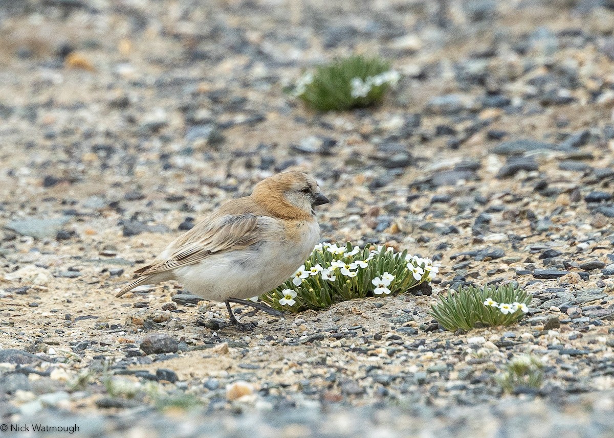 Blanford's Snowfinch - ML642437253