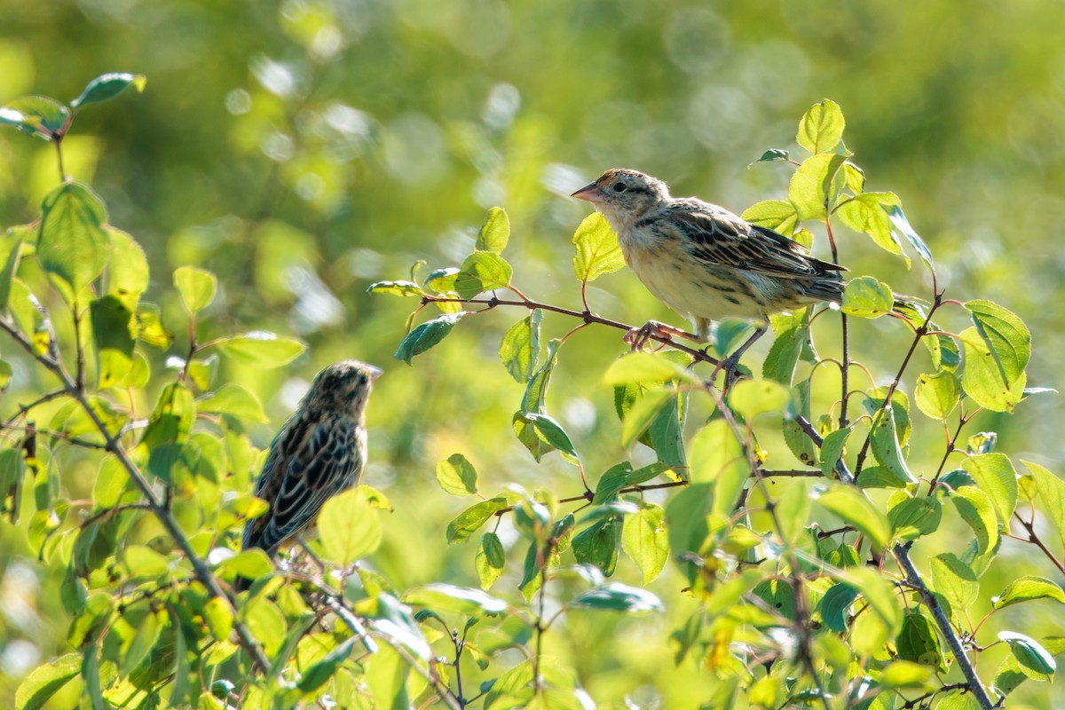 Bobolink - ML642437283