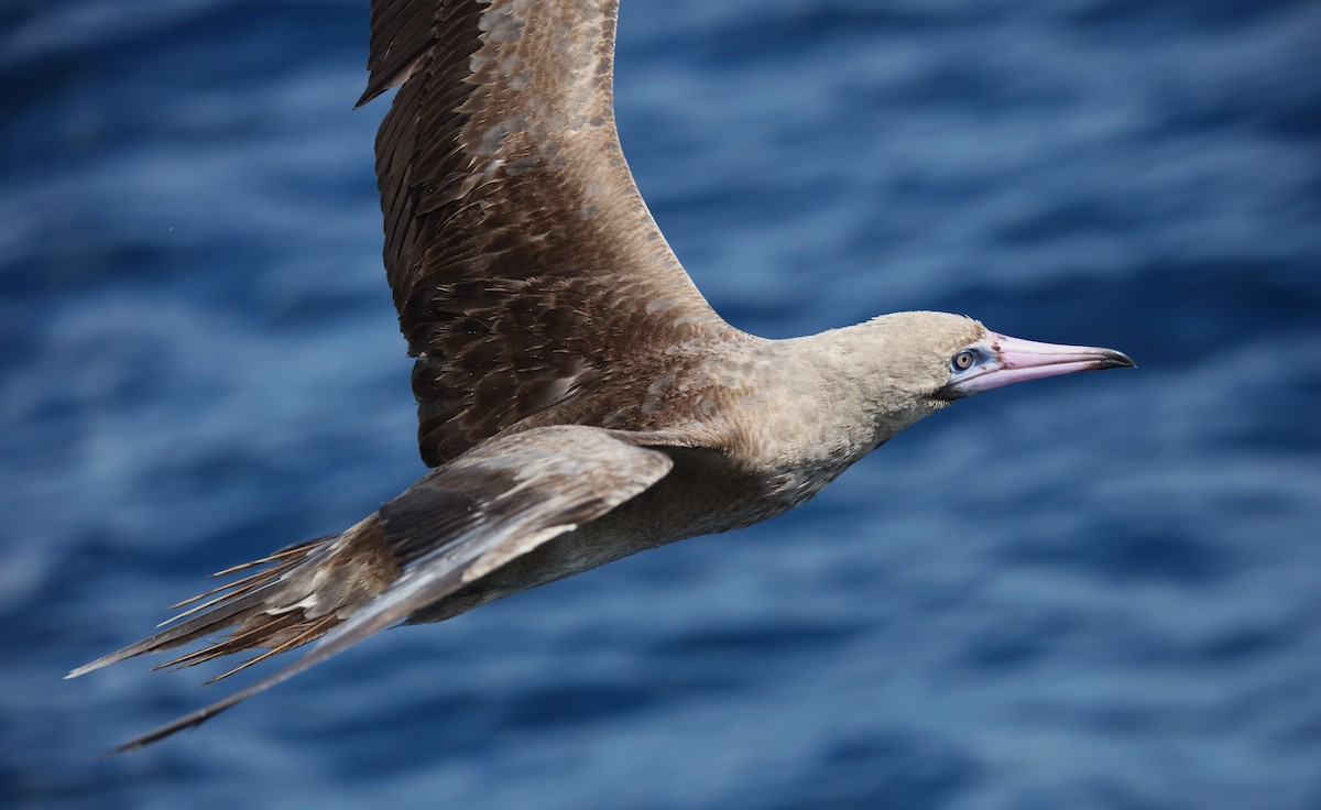 Red-footed Booby - ML642437294