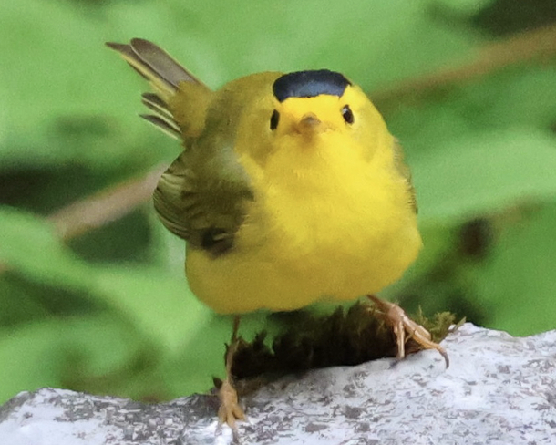 Wilson's Warbler - ML642437327