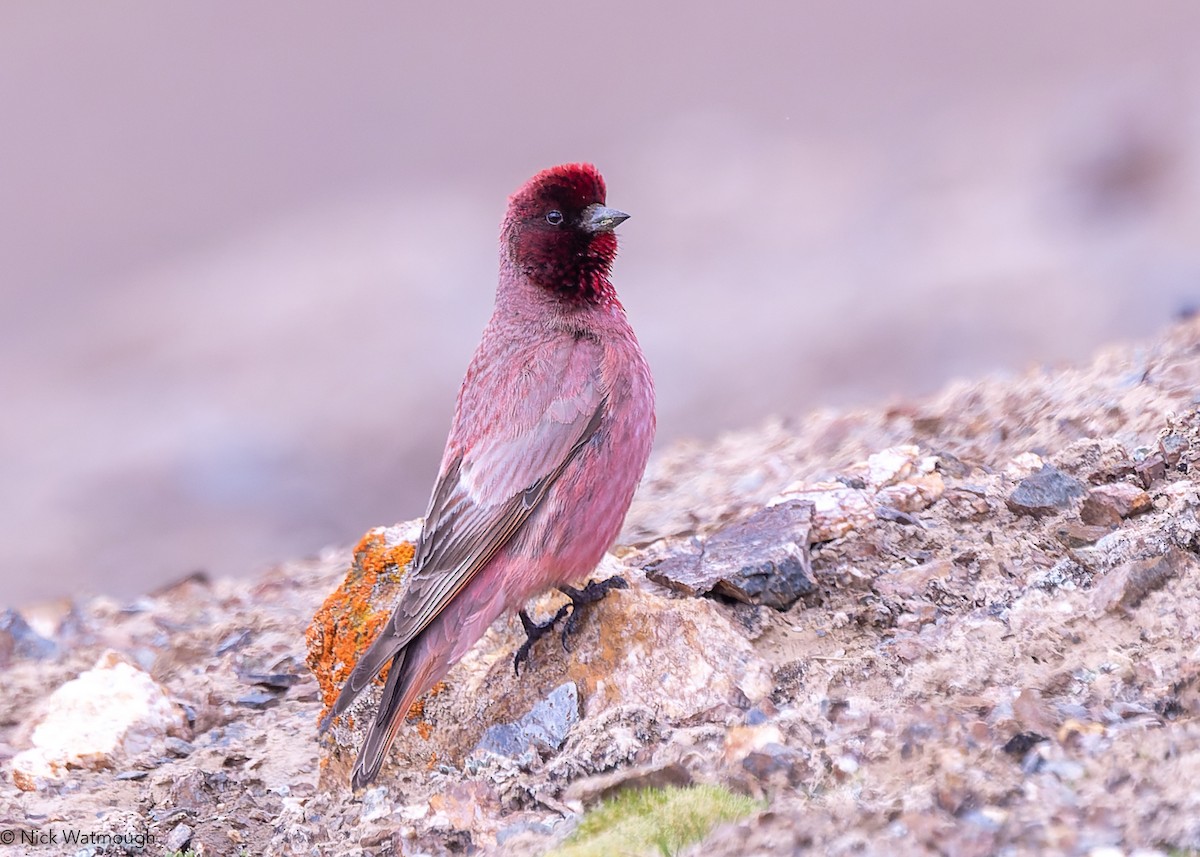 ハネナガマシコ - ML642437328