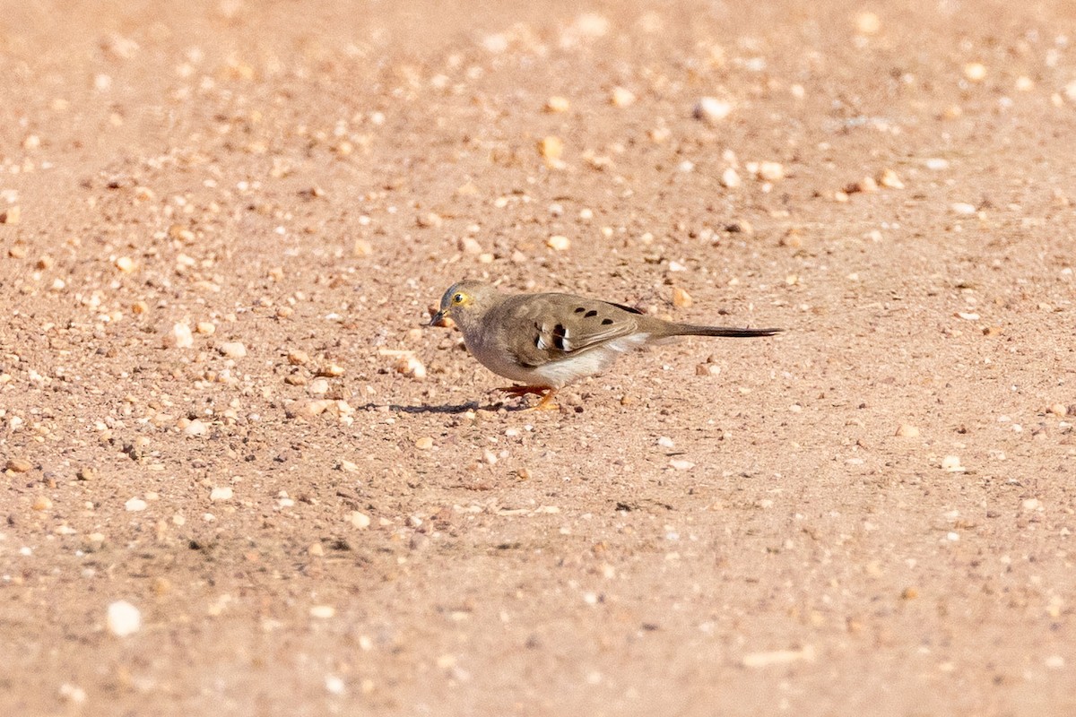 Long-tailed Ground Dove - ML642437338