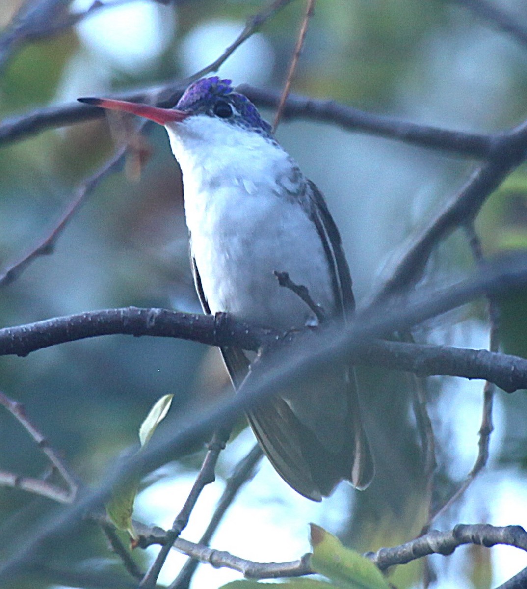 Violet-crowned Hummingbird - ML642437370