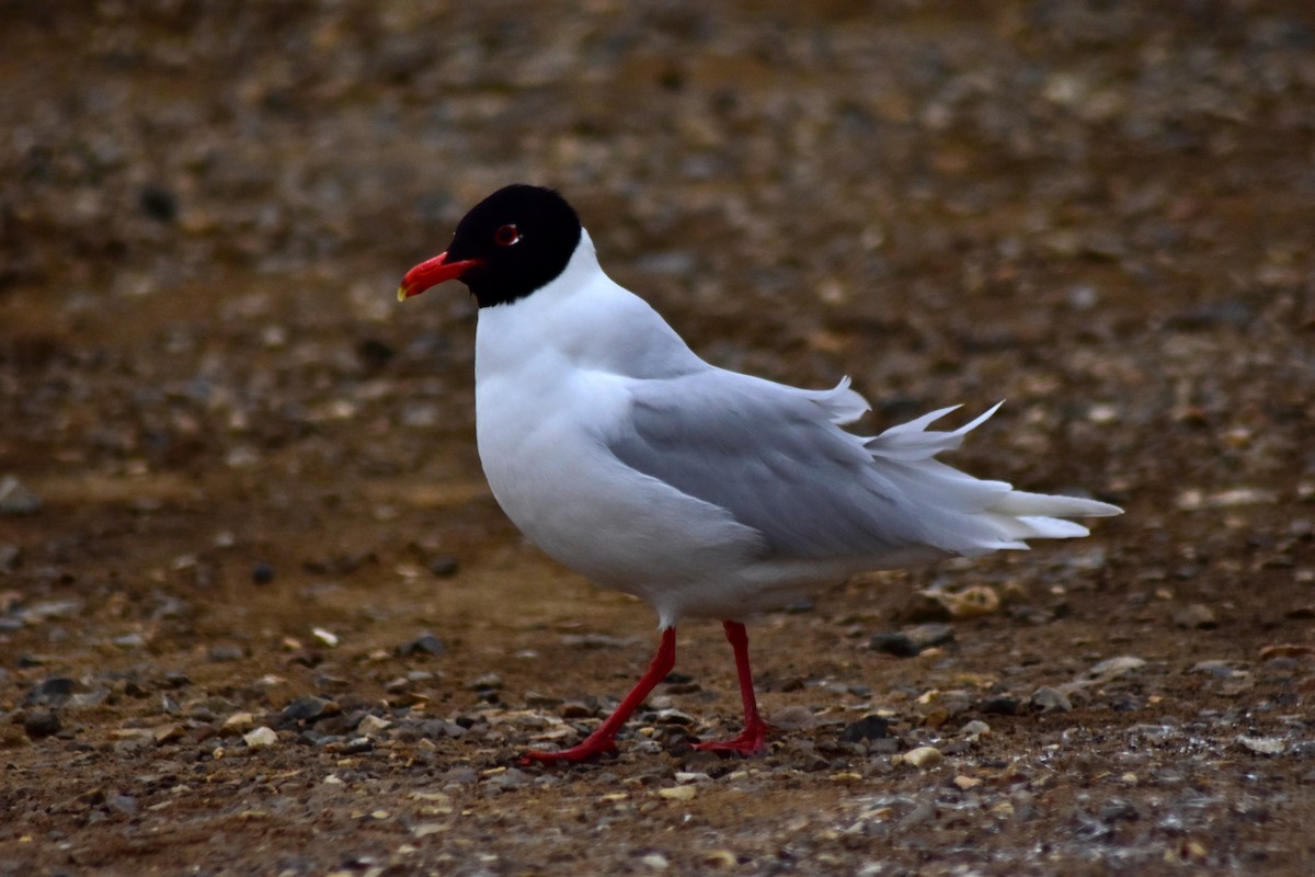 Gaviota Cabecinegra - ML642437371