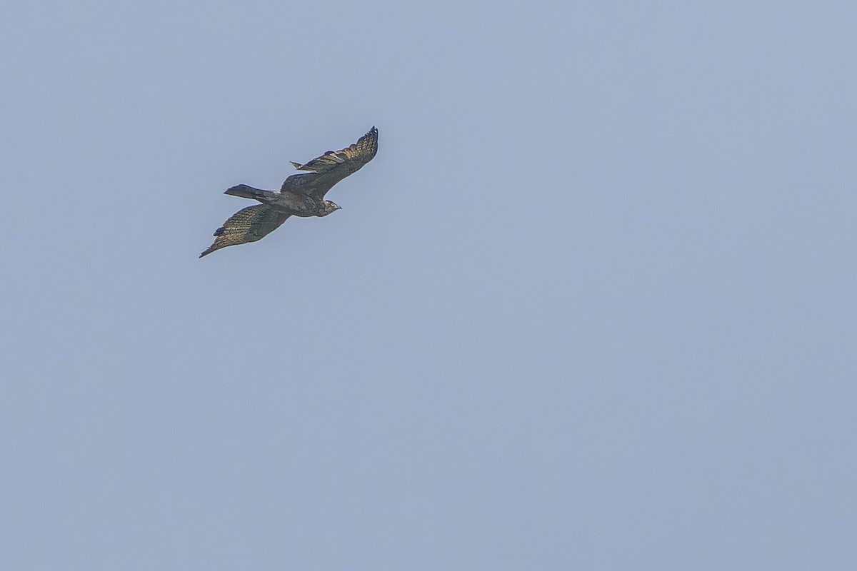 African Hawk-Eagle - ML642437380