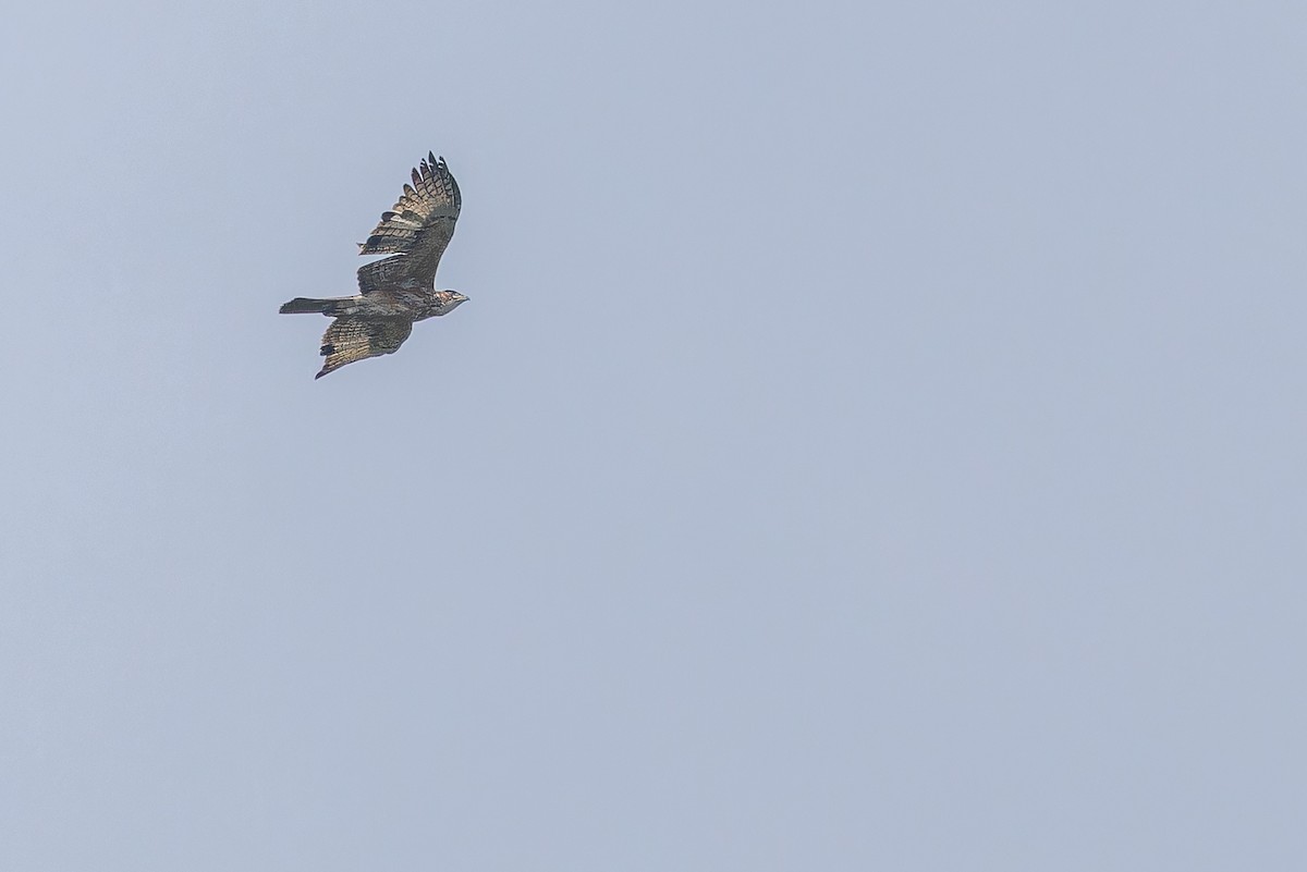 African Hawk-Eagle - ML642437381