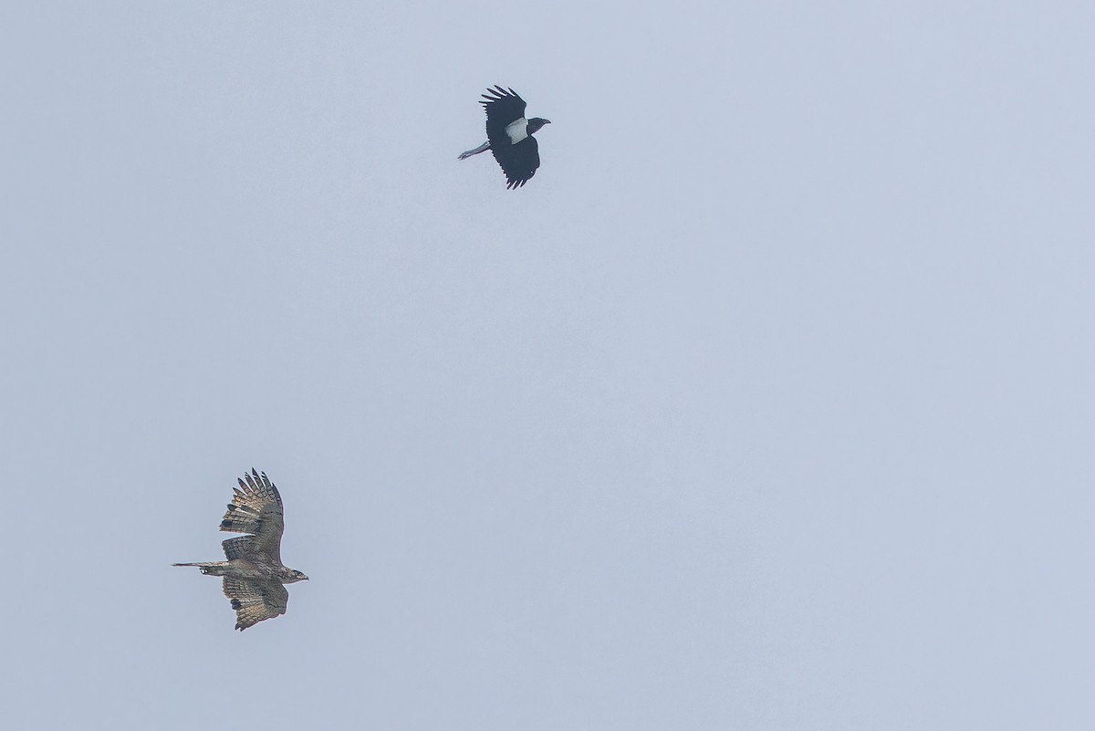 African Hawk-Eagle - ML642437382