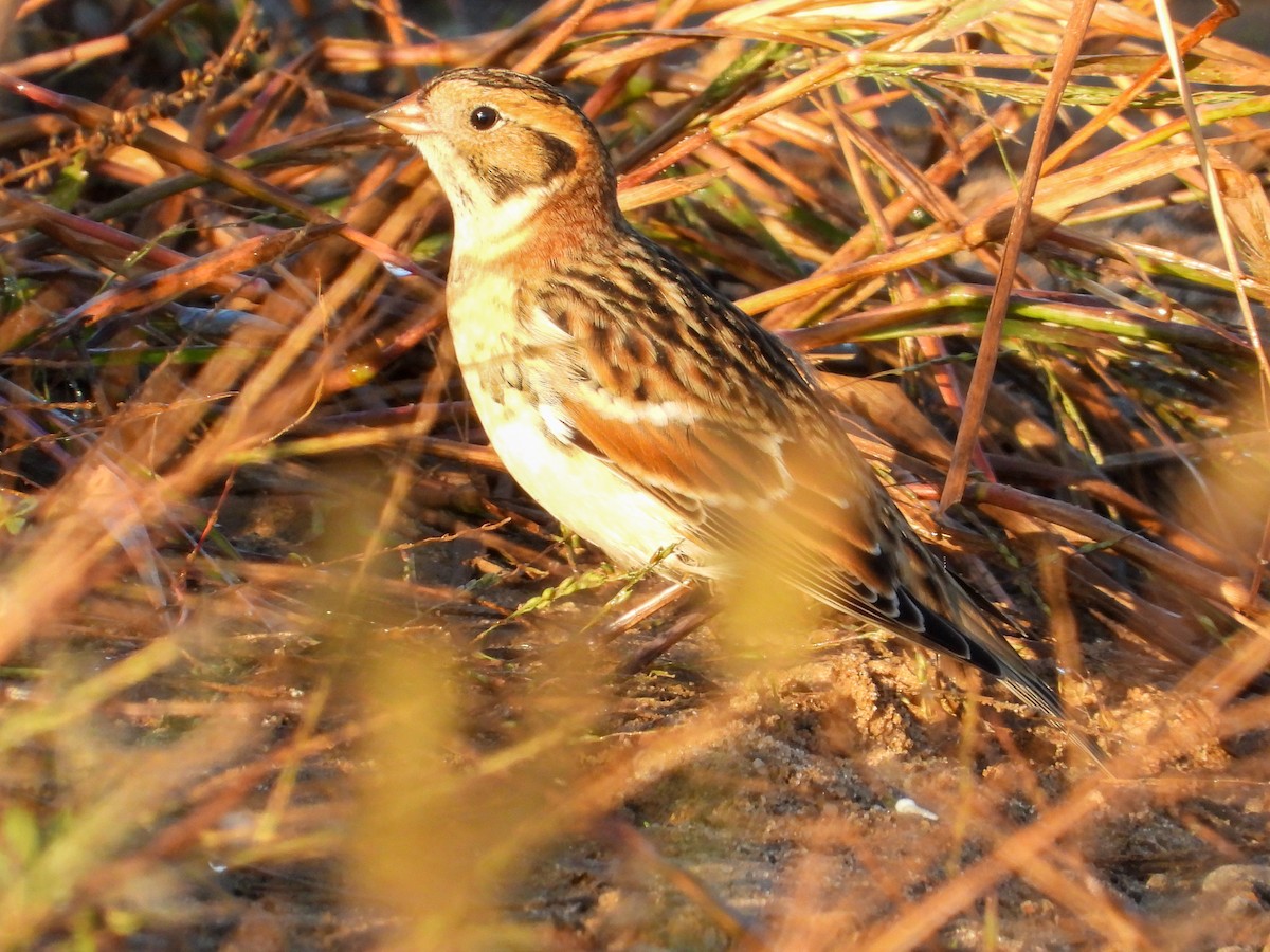 Lapland Longspur - ML642437416