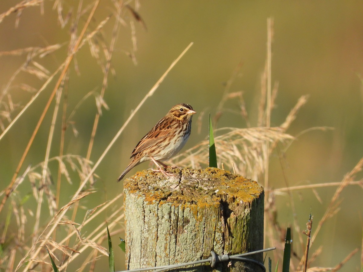 Savannah Sparrow - ML642437430