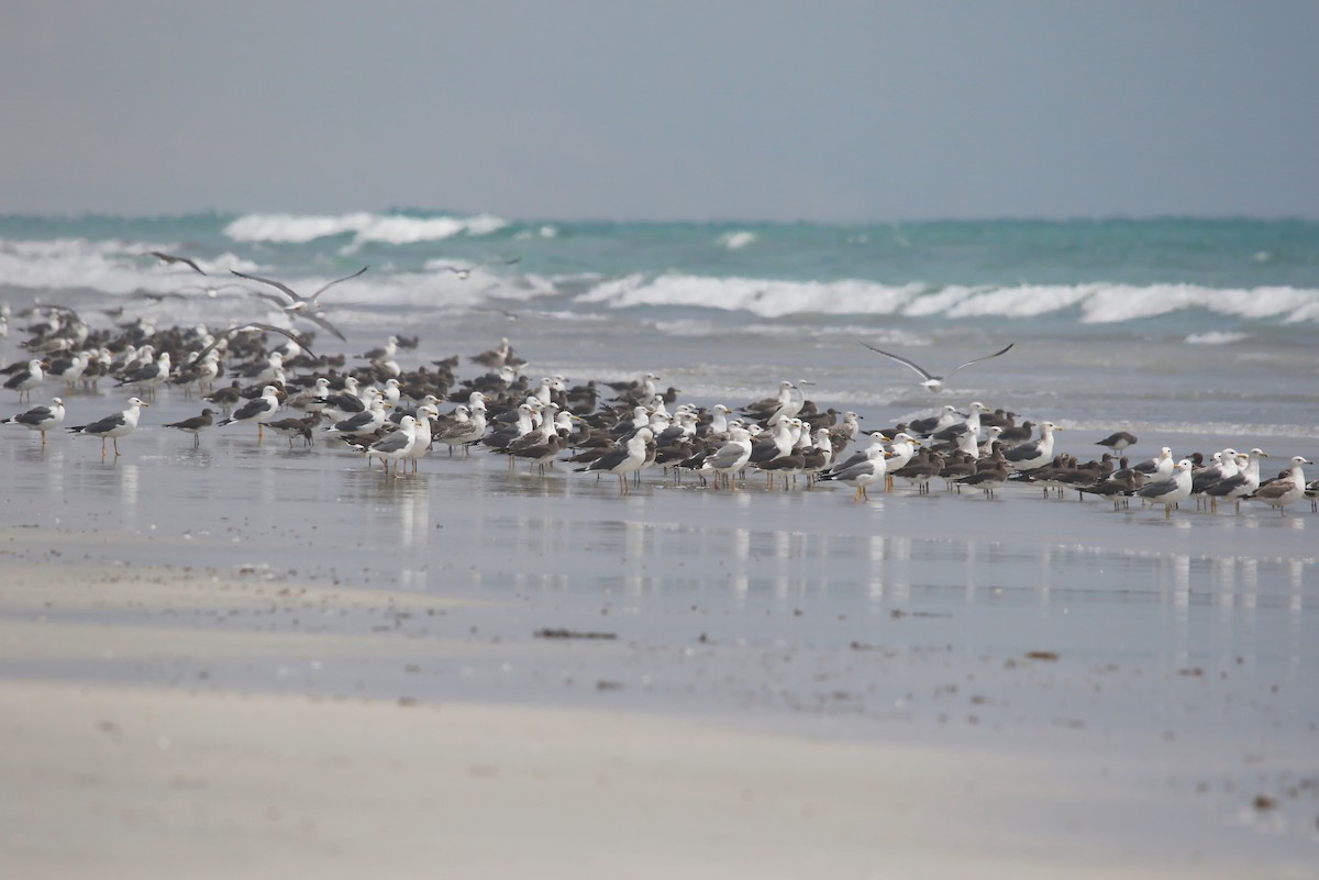 Lesser Black-backed Gull (Heuglin's) - ML642437447