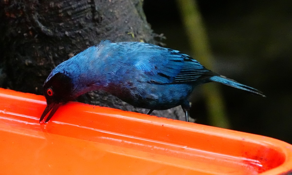 Masked Flowerpiercer - ML642437452