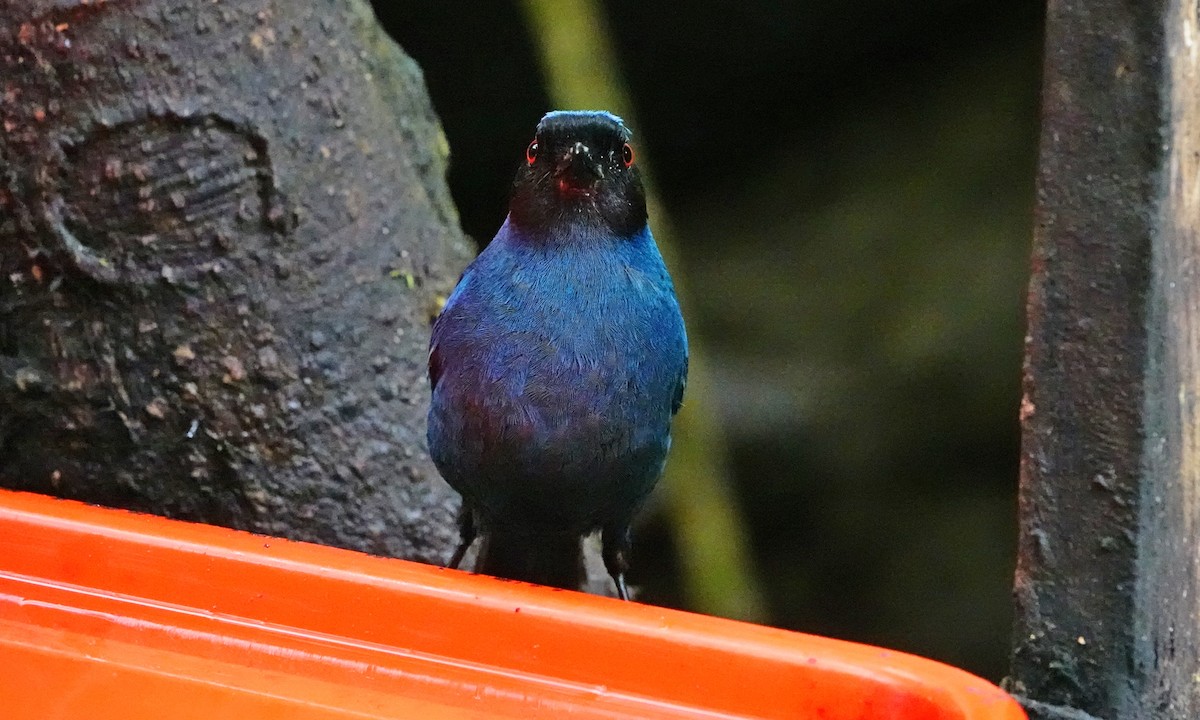 Masked Flowerpiercer - ML642437453
